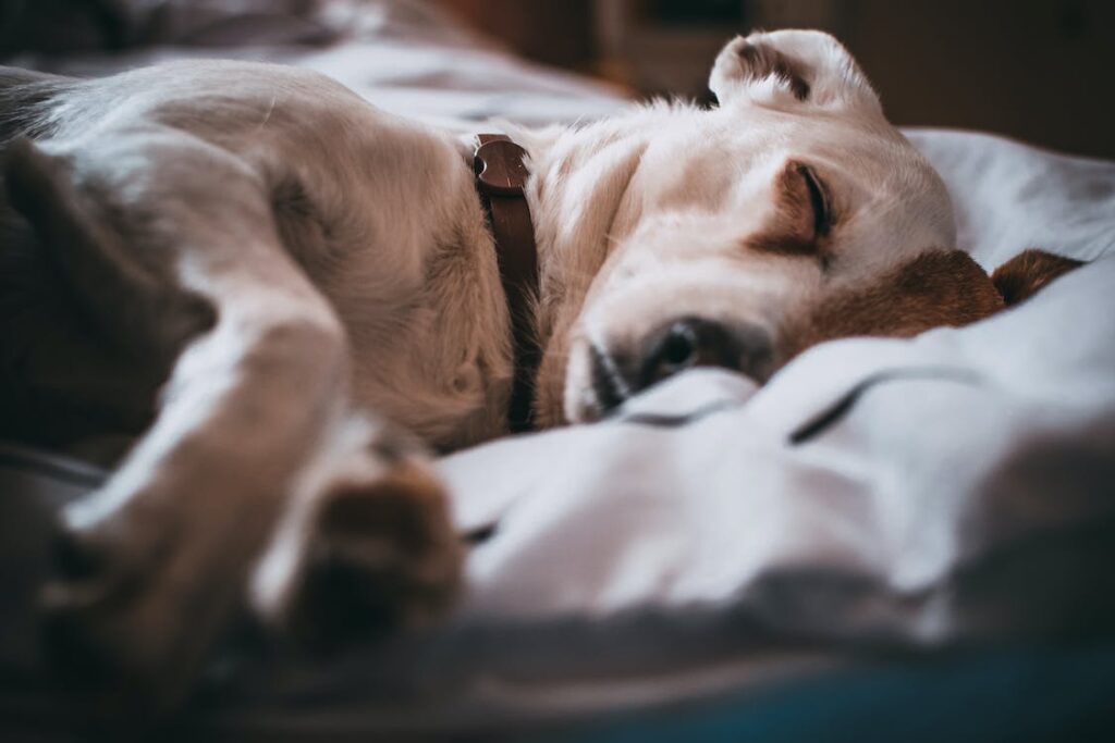 A dog sleeping in bed.